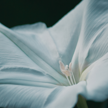 Midnight Garden